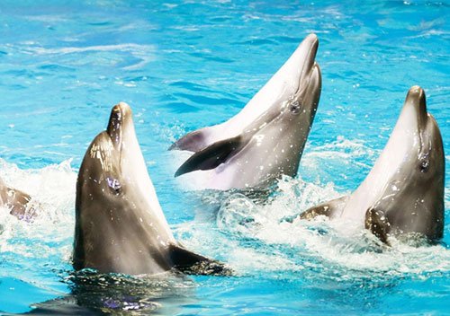 Dubai Dolphin Show